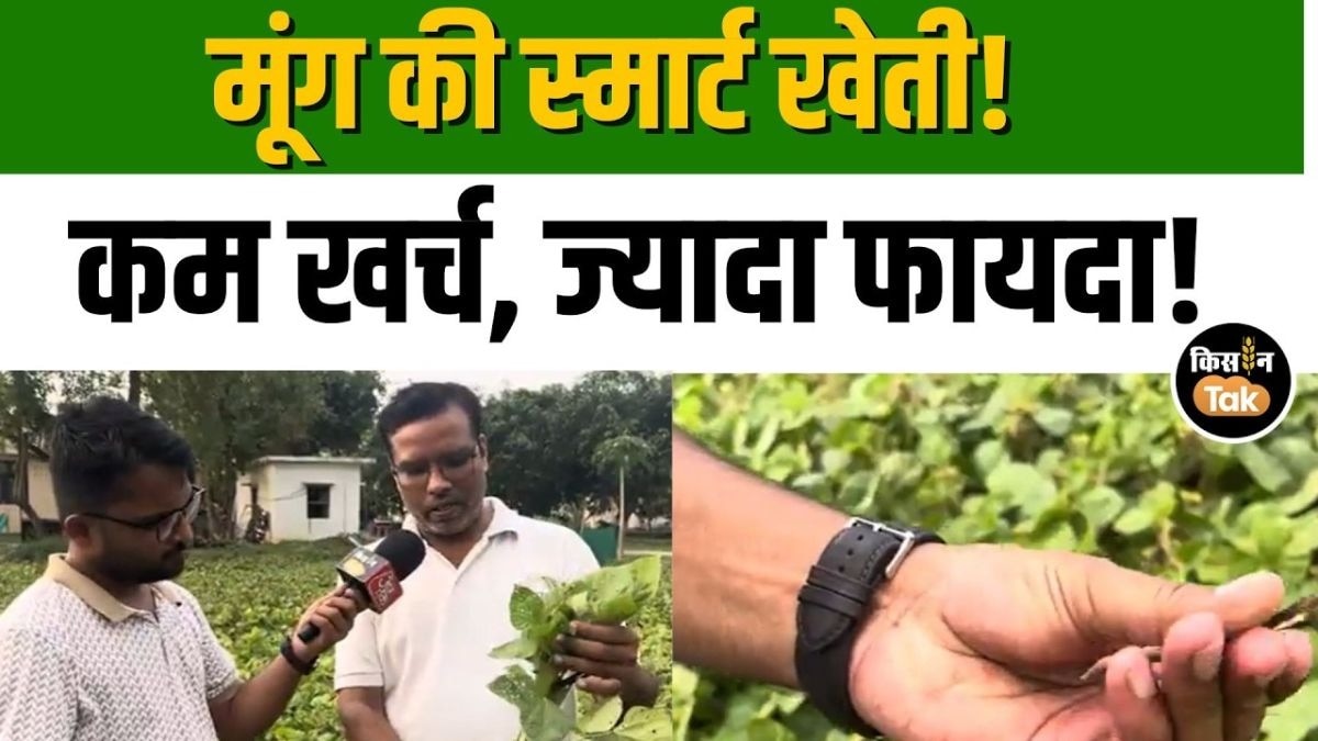 मूंग की खेती