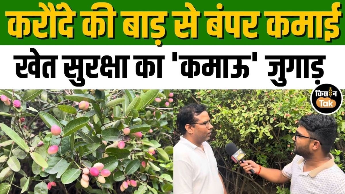 करौंदा की बाड़