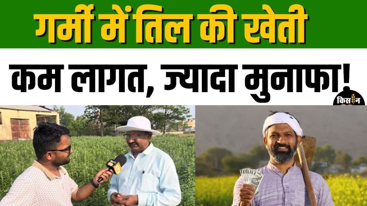 तिल की खेती