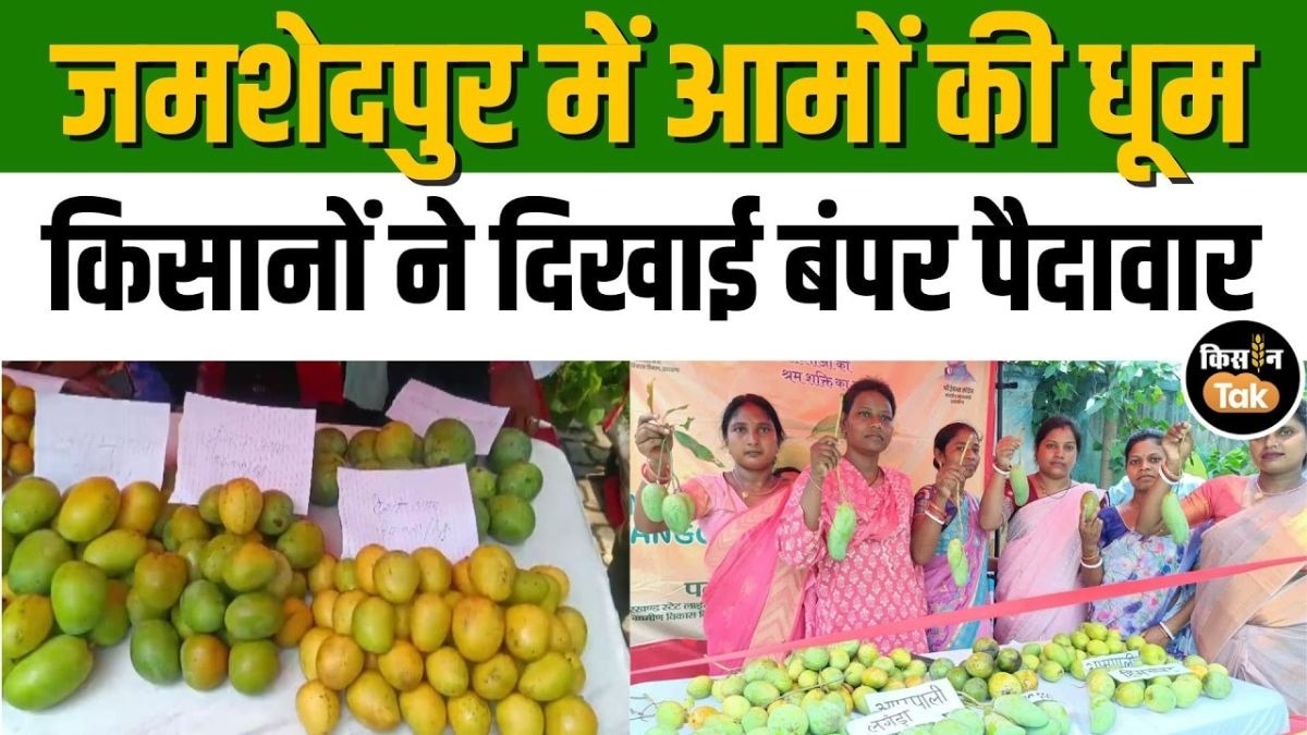 आम महोत्सव