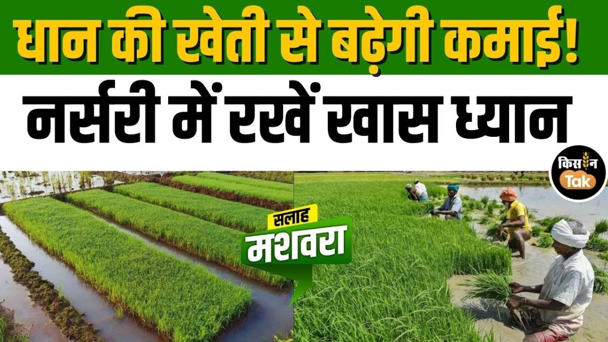 धान की नर्सरी