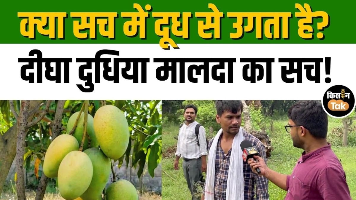 दीघा का दुधिया मालदा आम