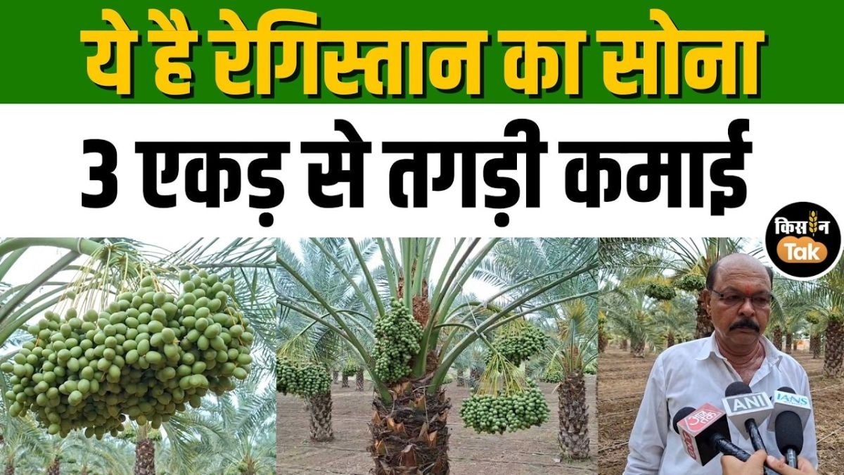खजूर की बागवानी