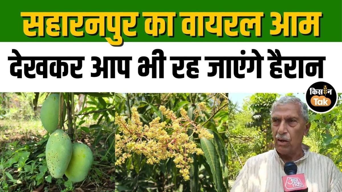 आम का पेड़