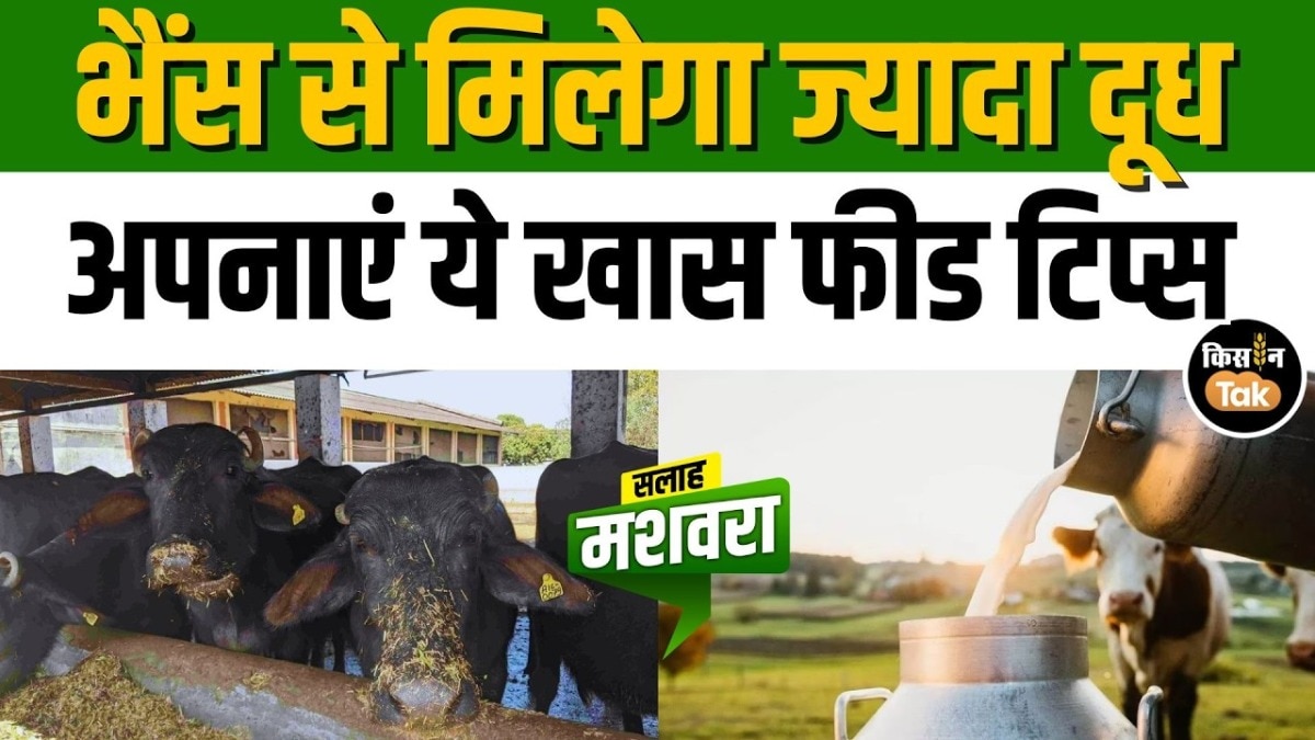 milk production