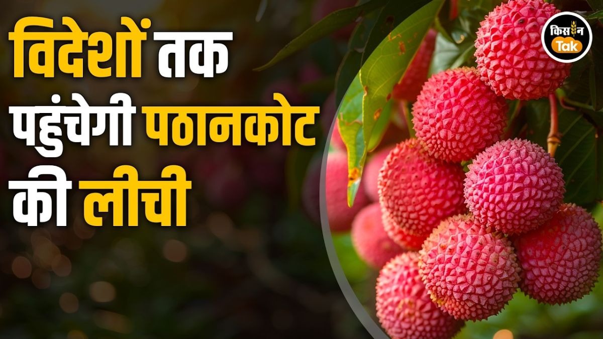 पठानकोट की लीची