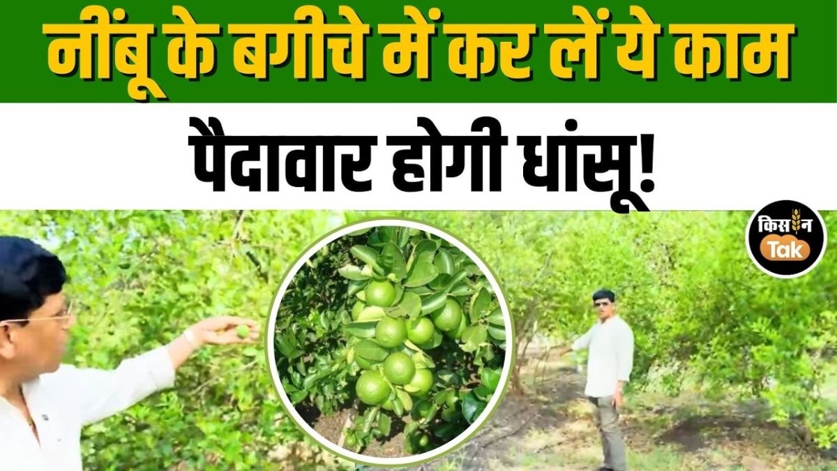 नींबू की खेती