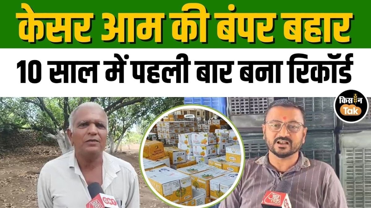 केसर आम 