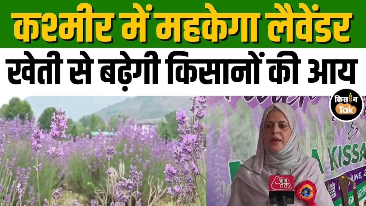 लैवेंडर बनेगा कमाई का नया जरिया