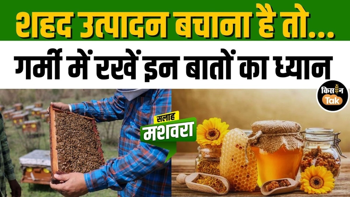 Beekeeping summer care