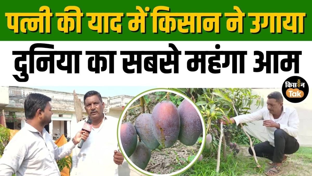 आमों का बगीचा