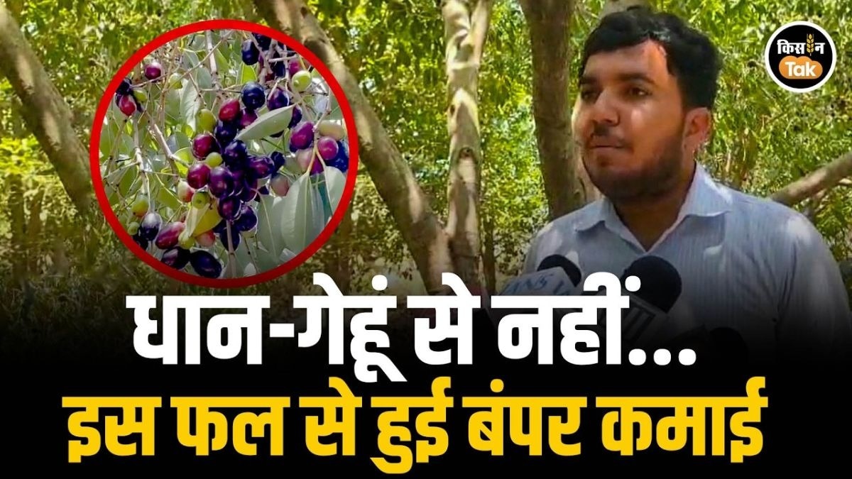 जामुन की खेती
