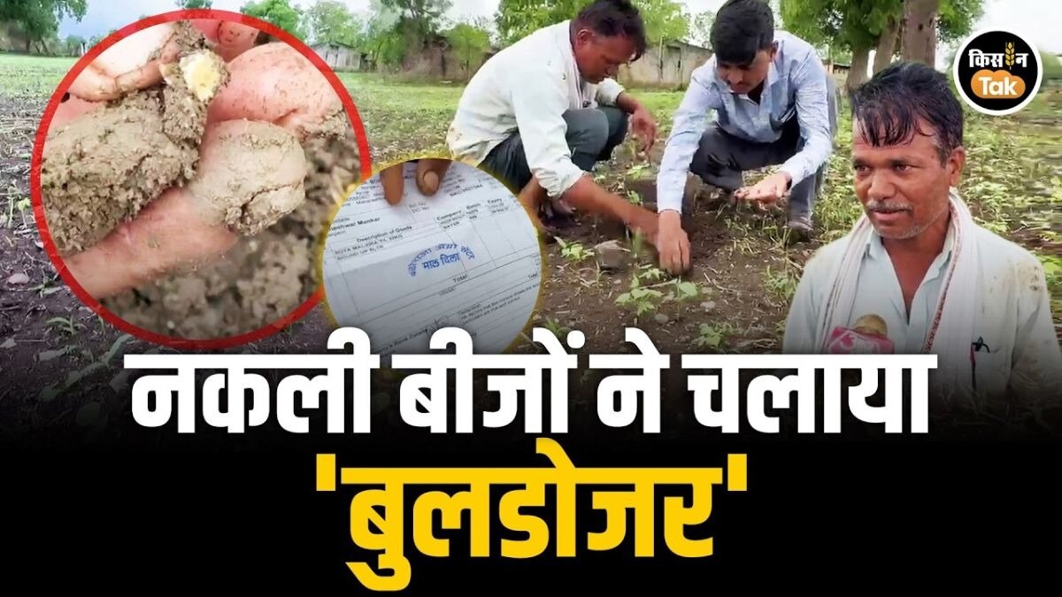 सोयाबीन के बीज