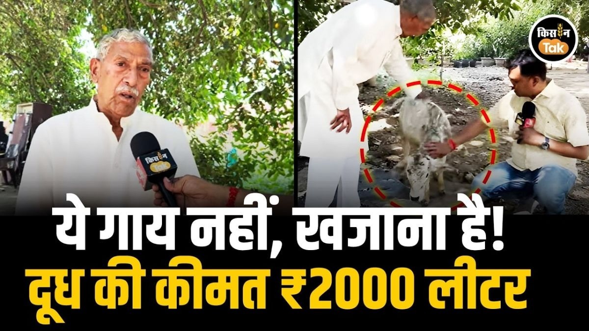 सिर्फ 3 फीट की गाय