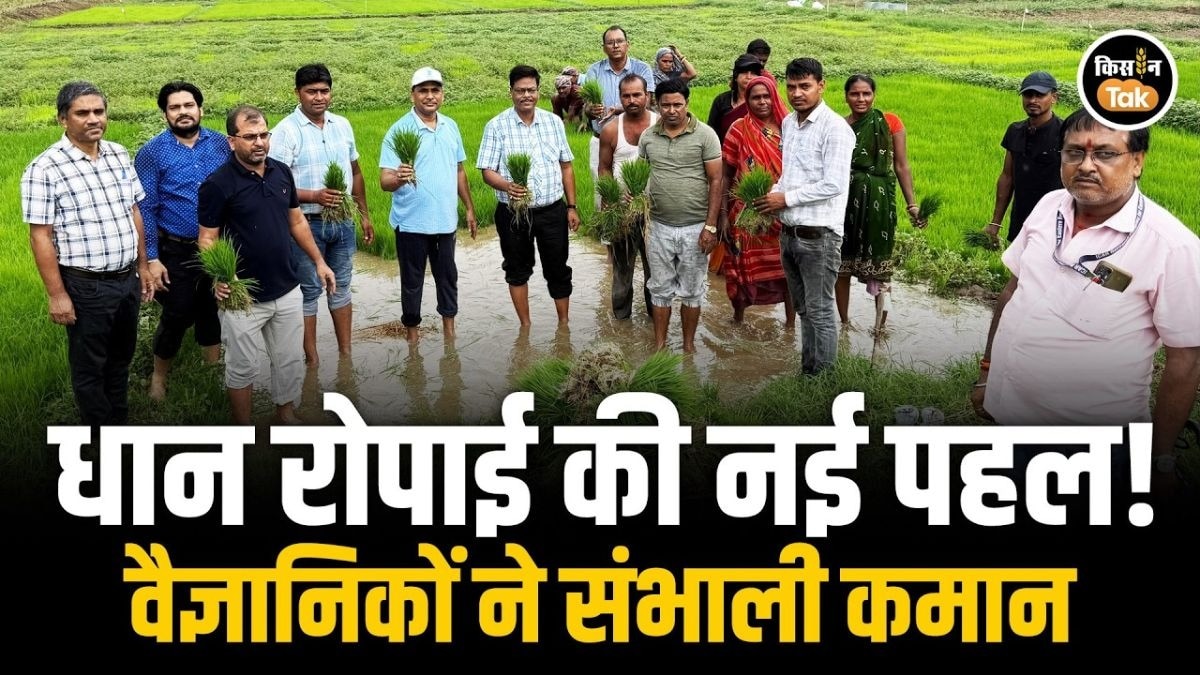 धान की खेती