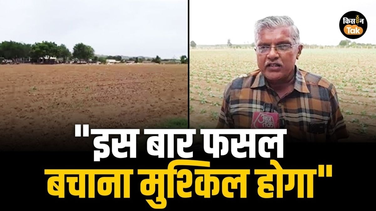 मूंगफली और कपास की फसल