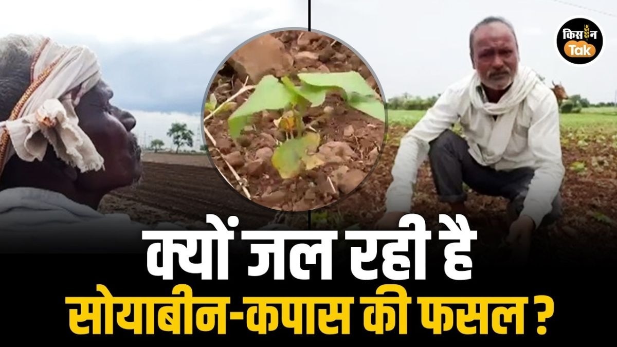 कम बारिश से सूख रही फसल