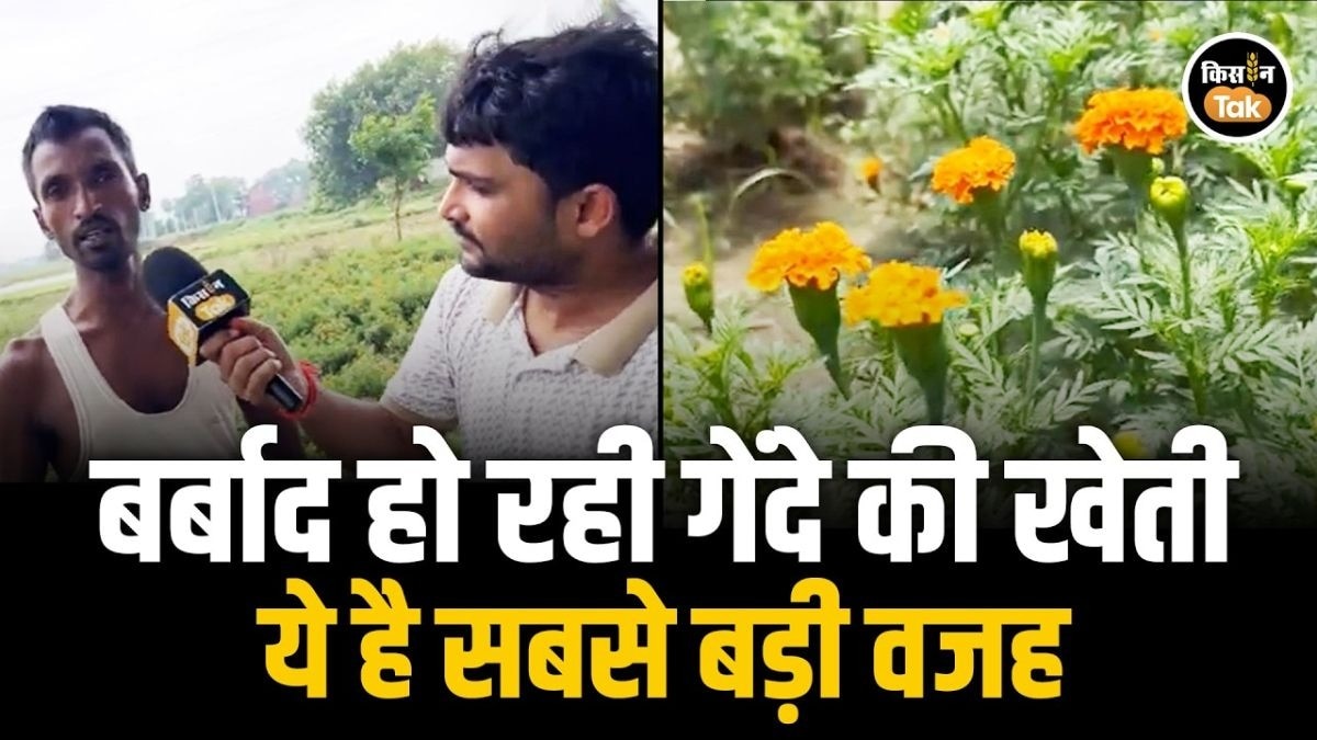 गेंदा की खेती