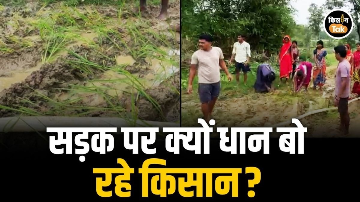 धान लगाकर सरकार का किया विरोध