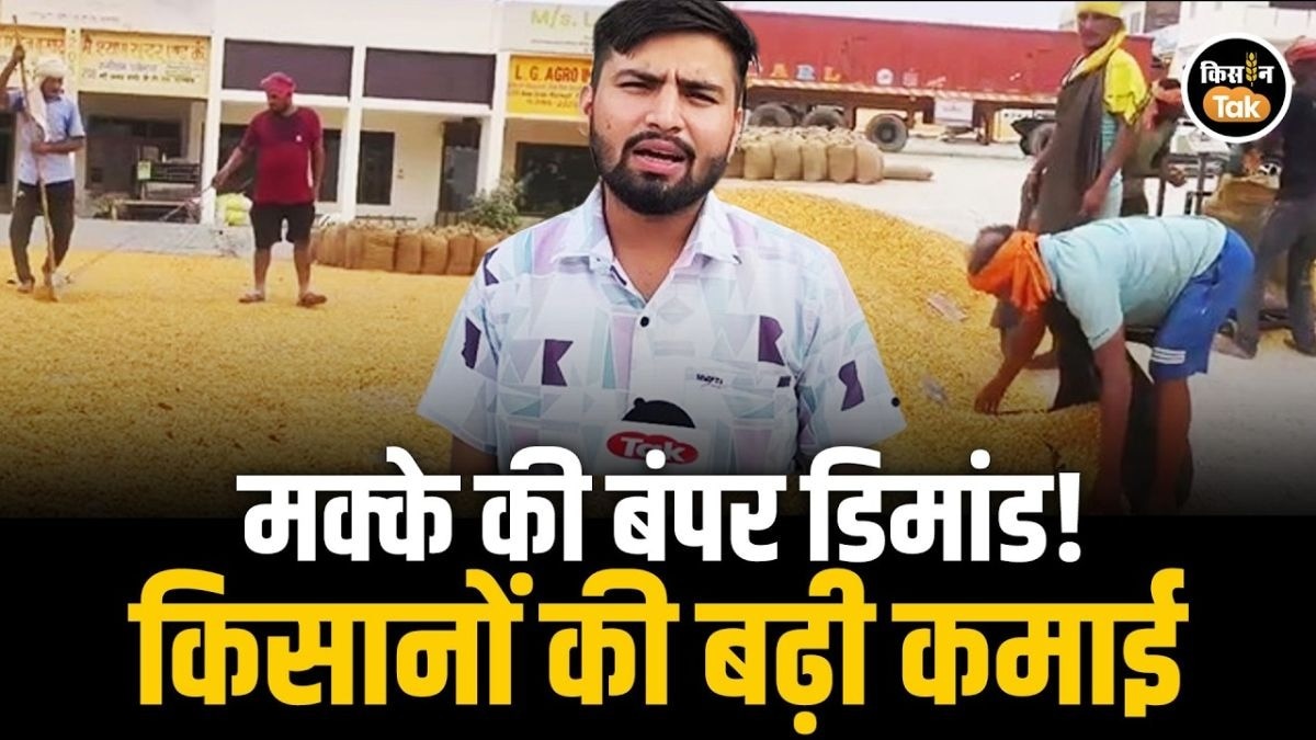 मक्के की खेती