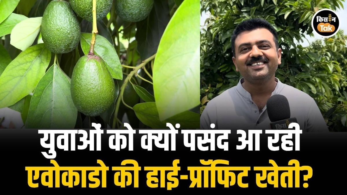 एवोकाडो की खेती