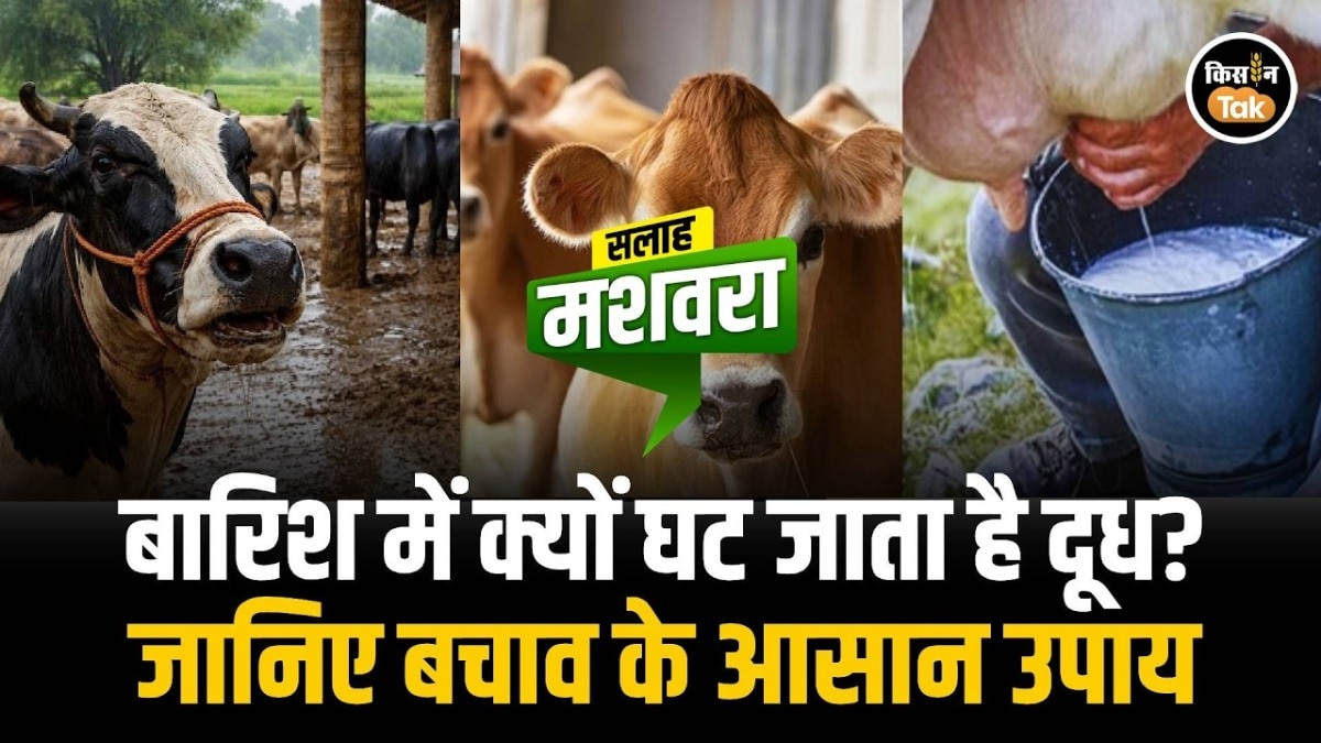 milk production