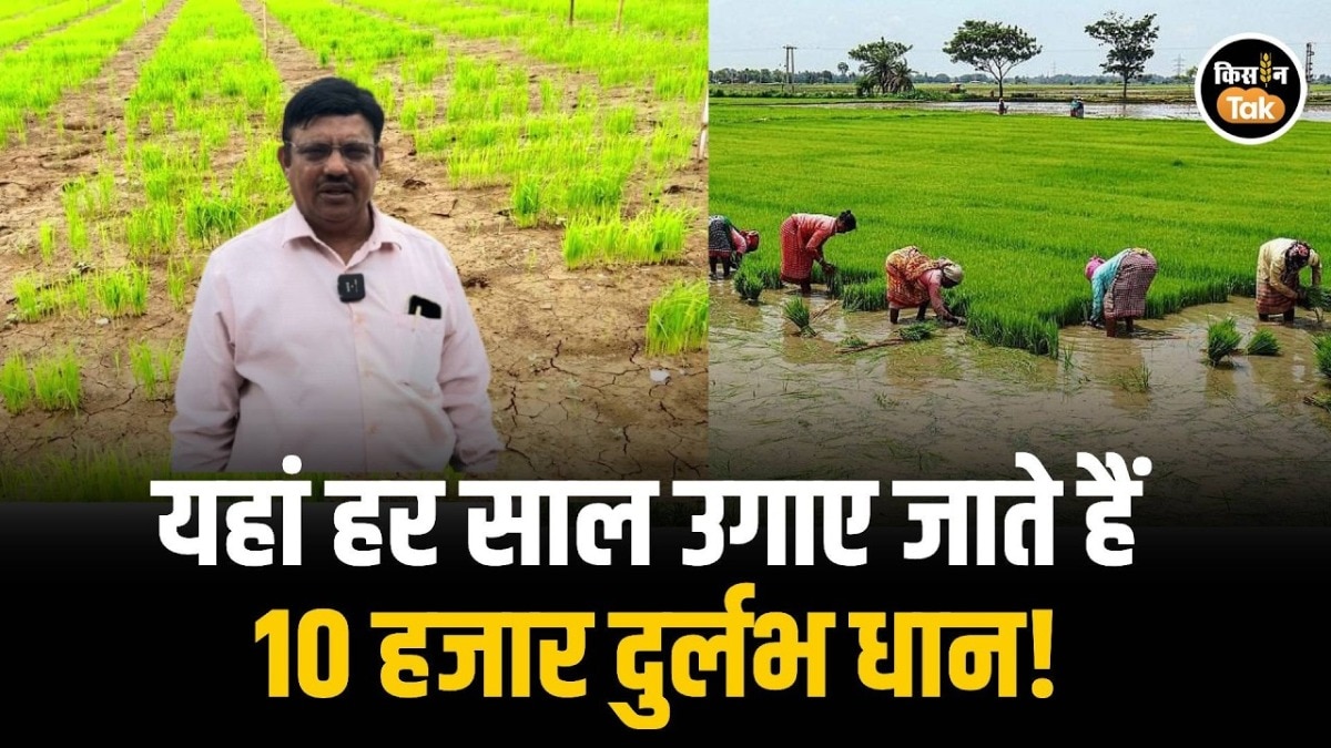 paddy farming