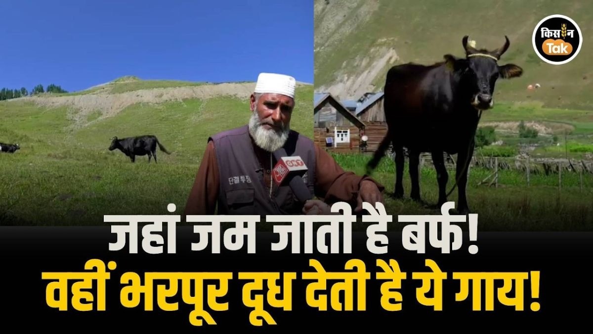 Zumbu से डेयरी क्रांति