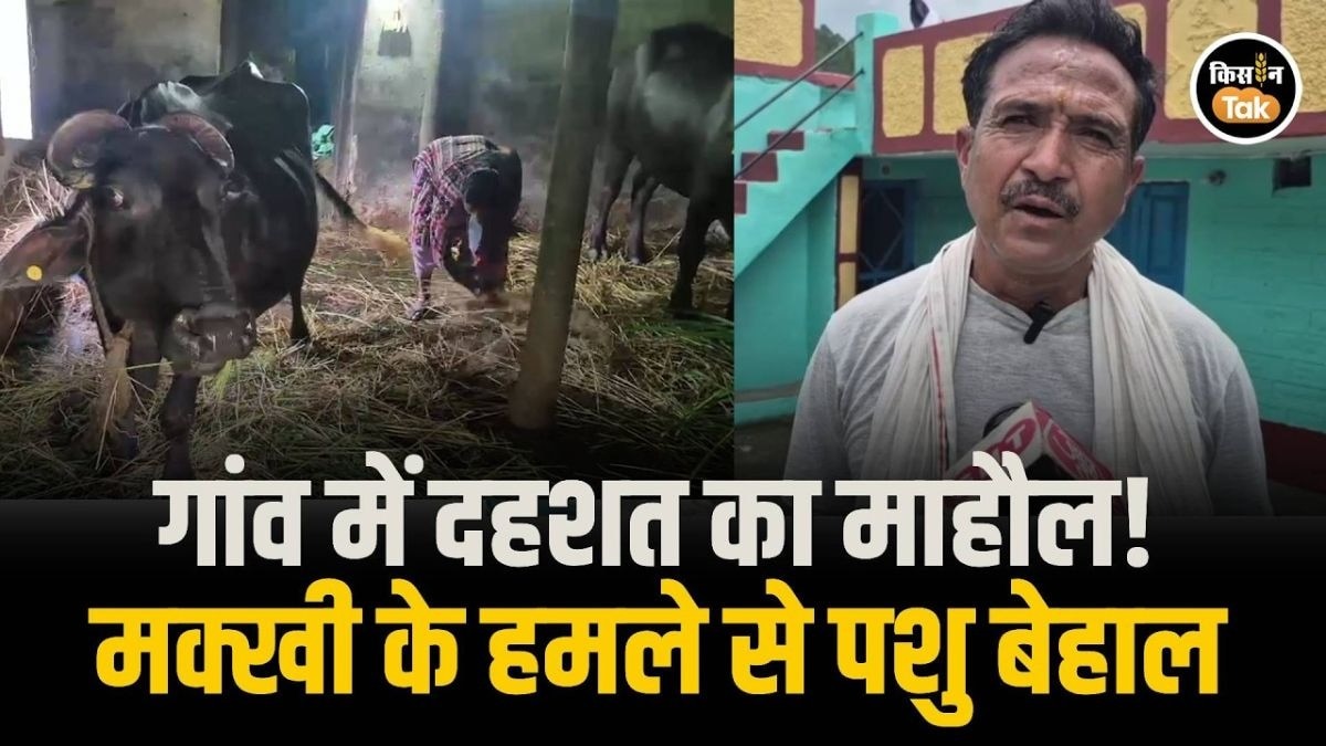 जंगली मक्खी के काटने से 5 भैंसों की मौत