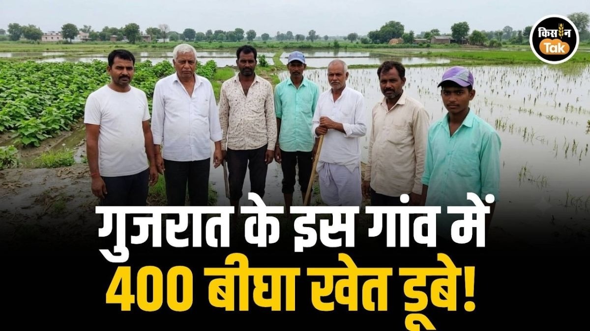 गुजरात में बारिश बनी आफत! भाटसर गांव की 80% खेती जलमग्न
