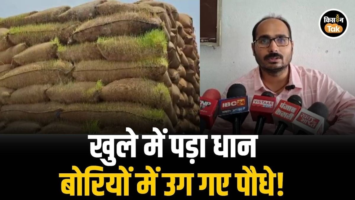 बारिश में सड़ गया हजारों क्विंटल धान