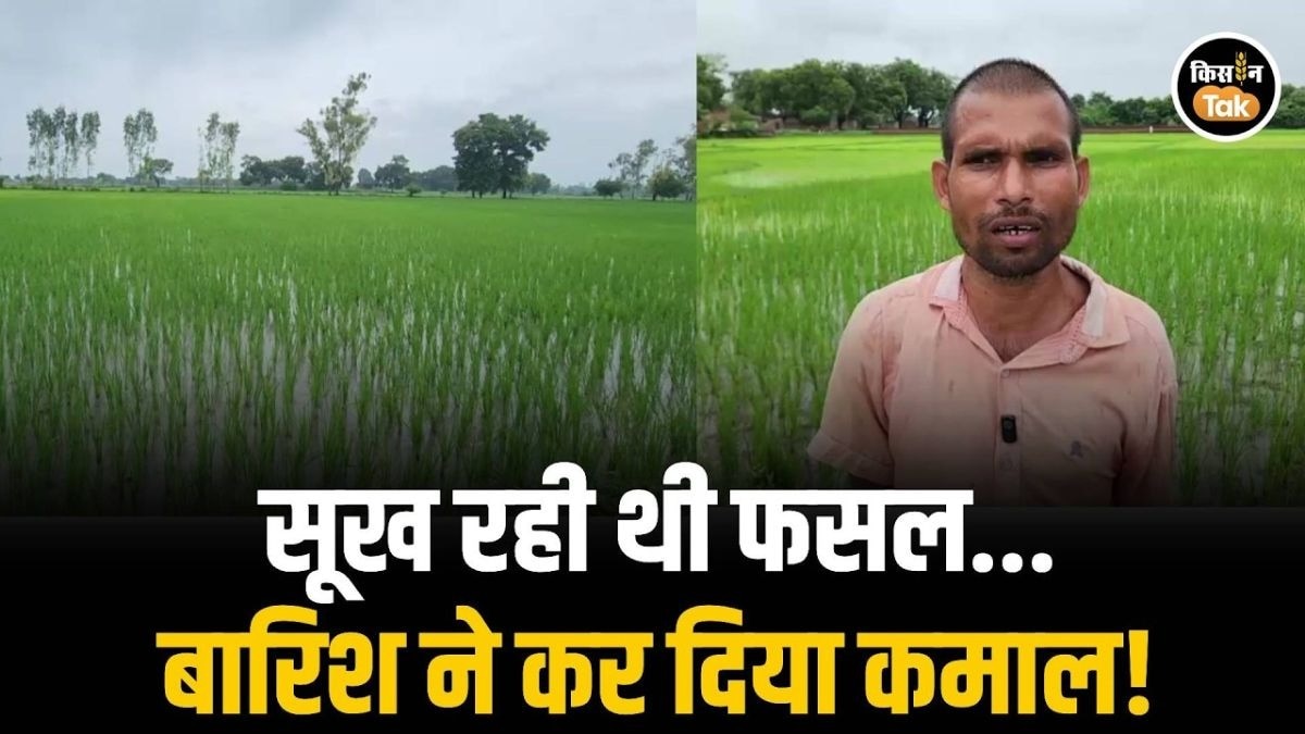 धान की फसल