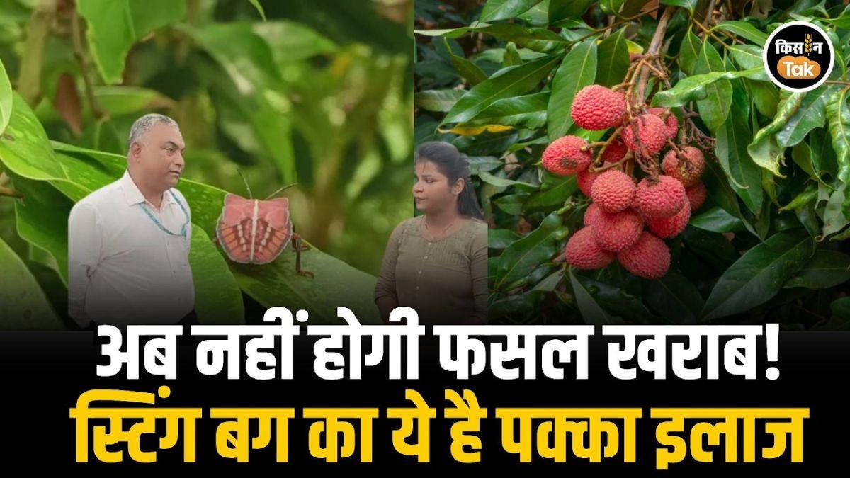 लीची की खेती