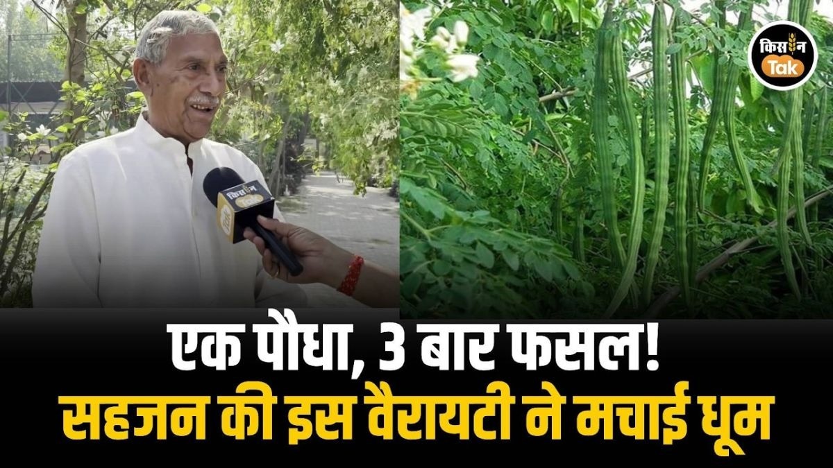 साल में 3 बार फलियां देने वाला सहजन