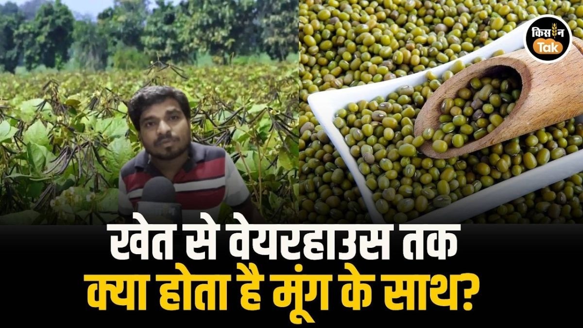 मूंग की सरकारी खरीदी