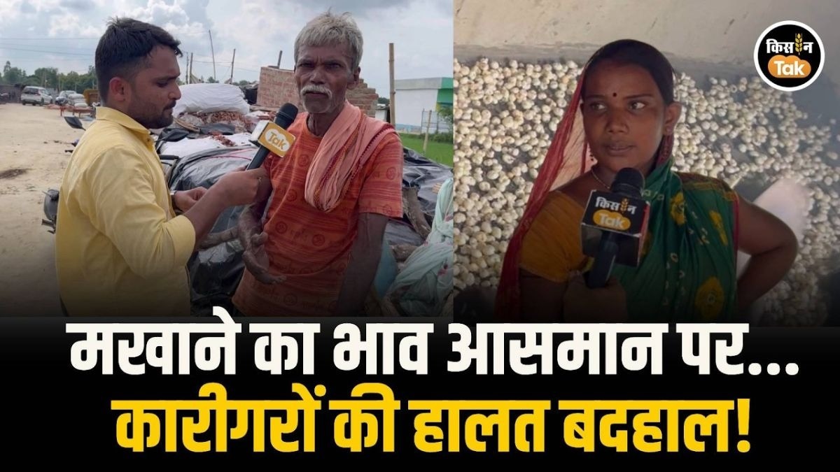 मखाना की खेती