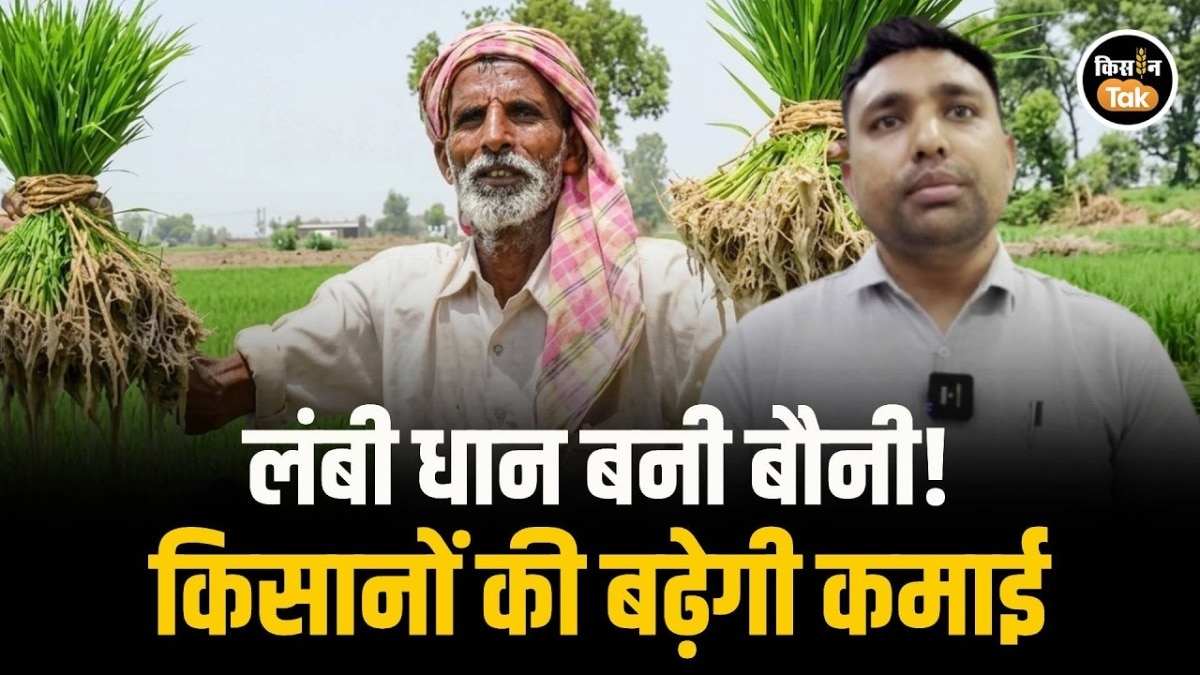 paddy new variety