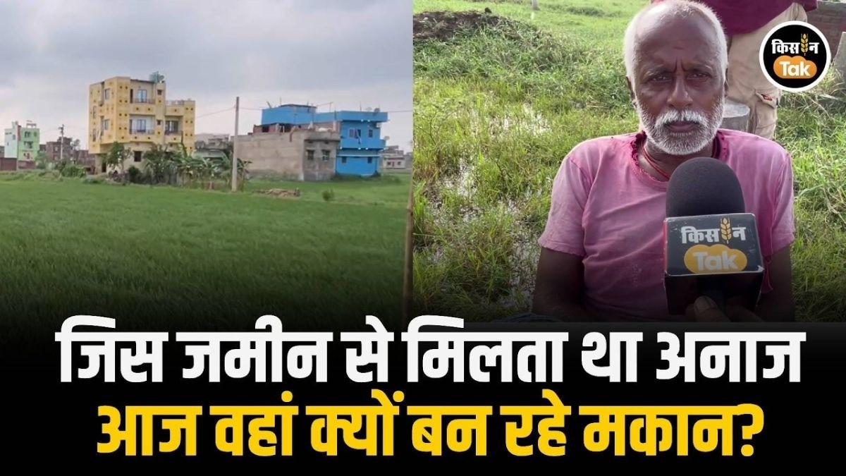 जहां लहलहाता था धान