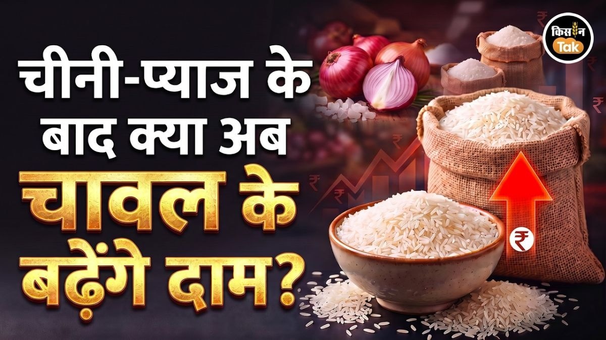 धान की बुवाई