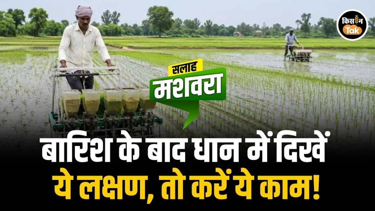 Paddy Crop Disease
