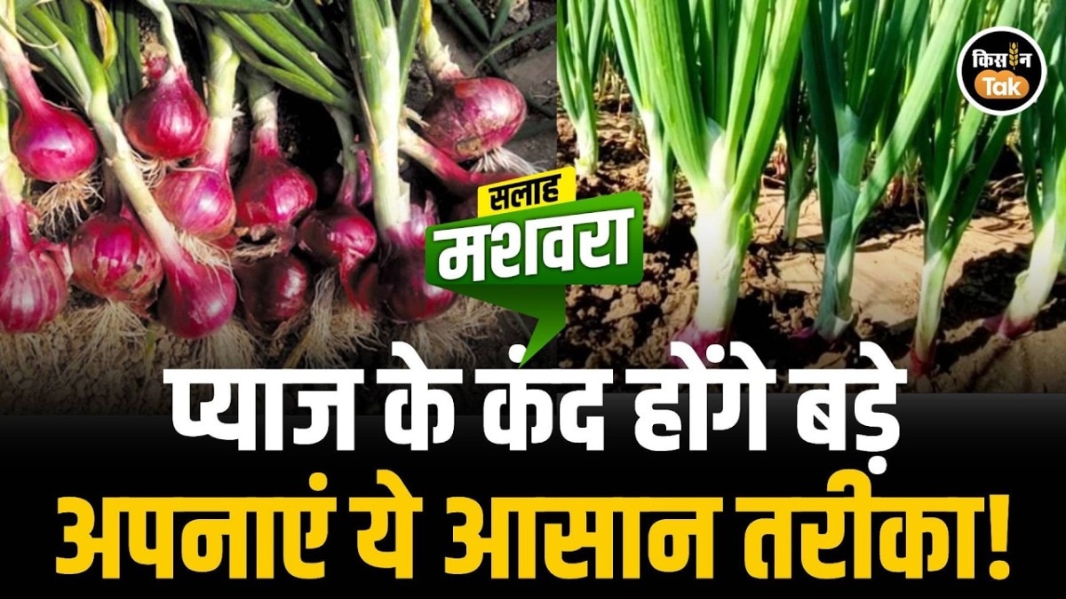 onion farming tips