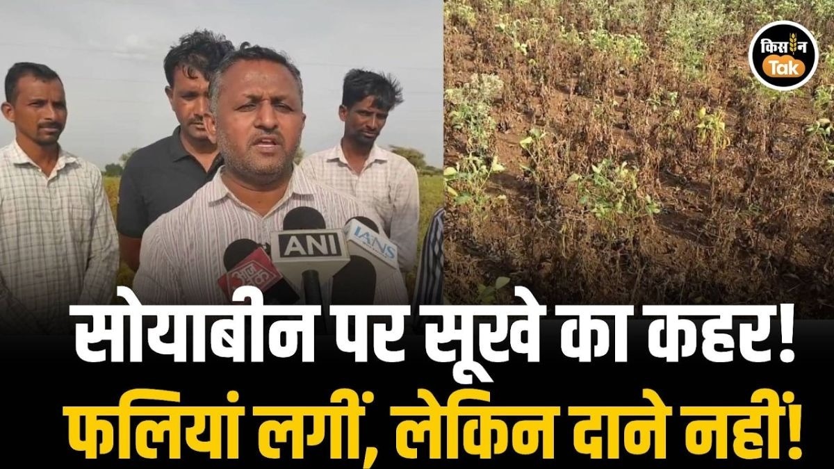 सोयाबीन की फसल चौपट