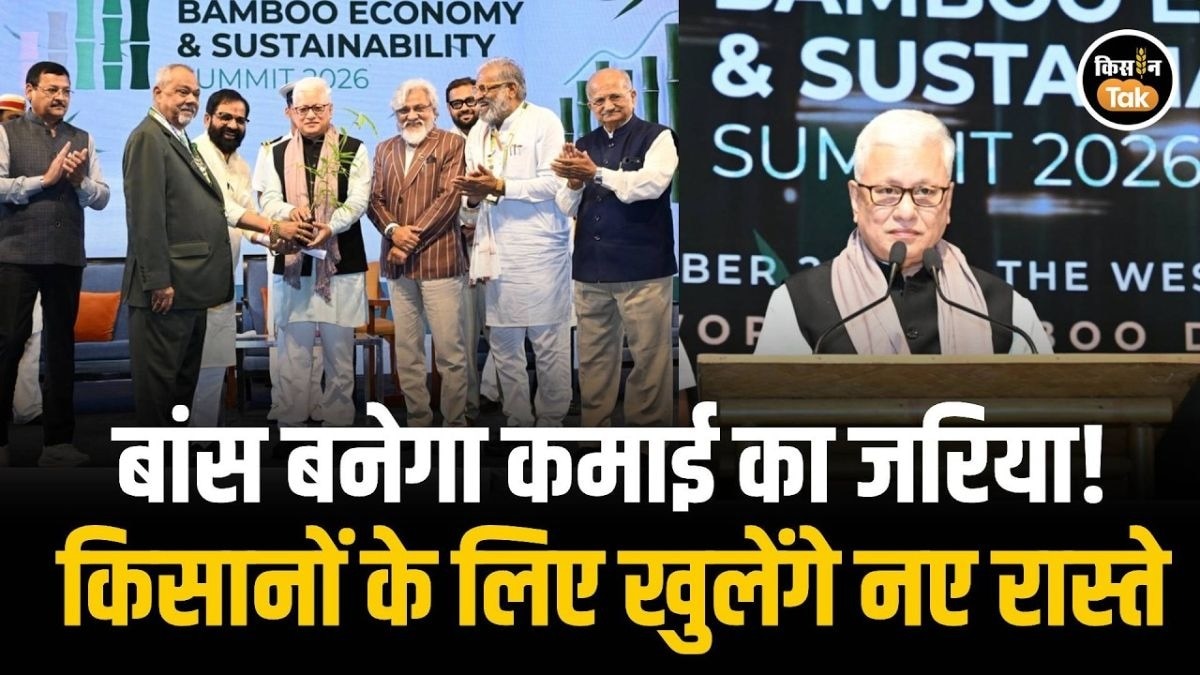 बांस की खेती