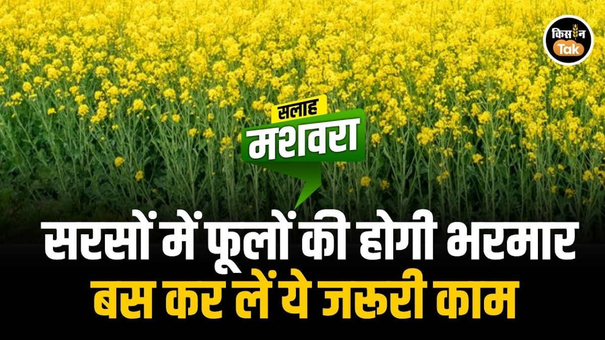 mustard farming
