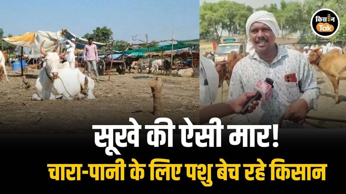 मवेशी बेचने को मजबूर किसान 