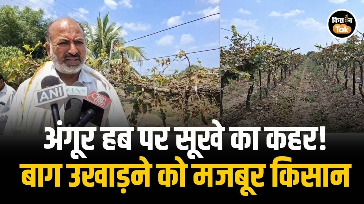 Jalna Grape Farmers
