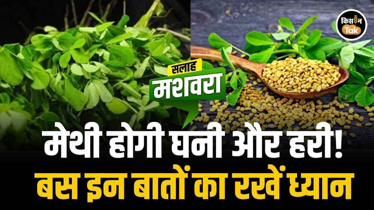 Methi Farming