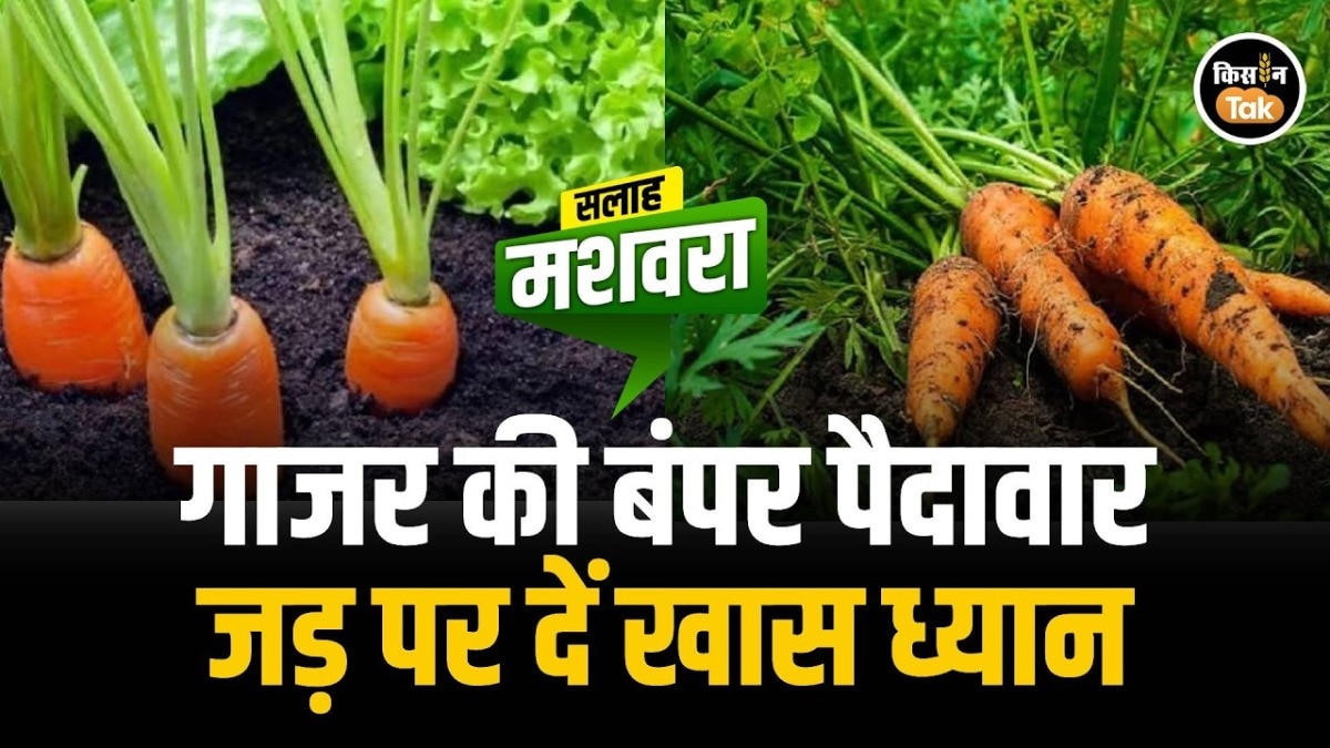 Carrot Farming