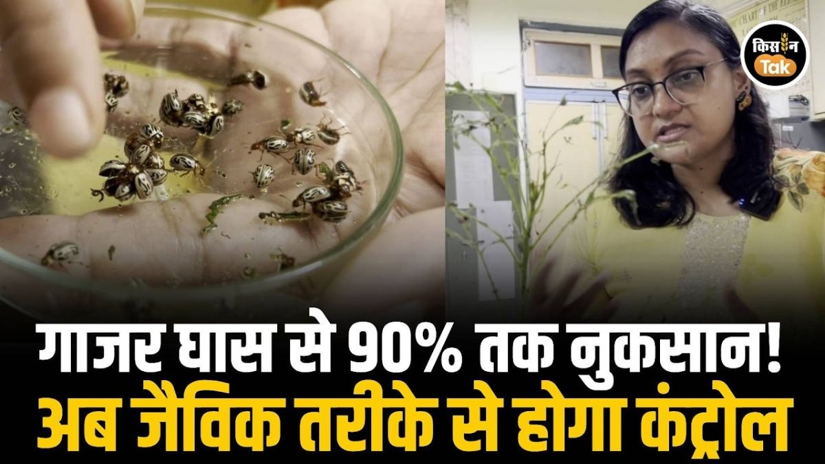 गाजर घास