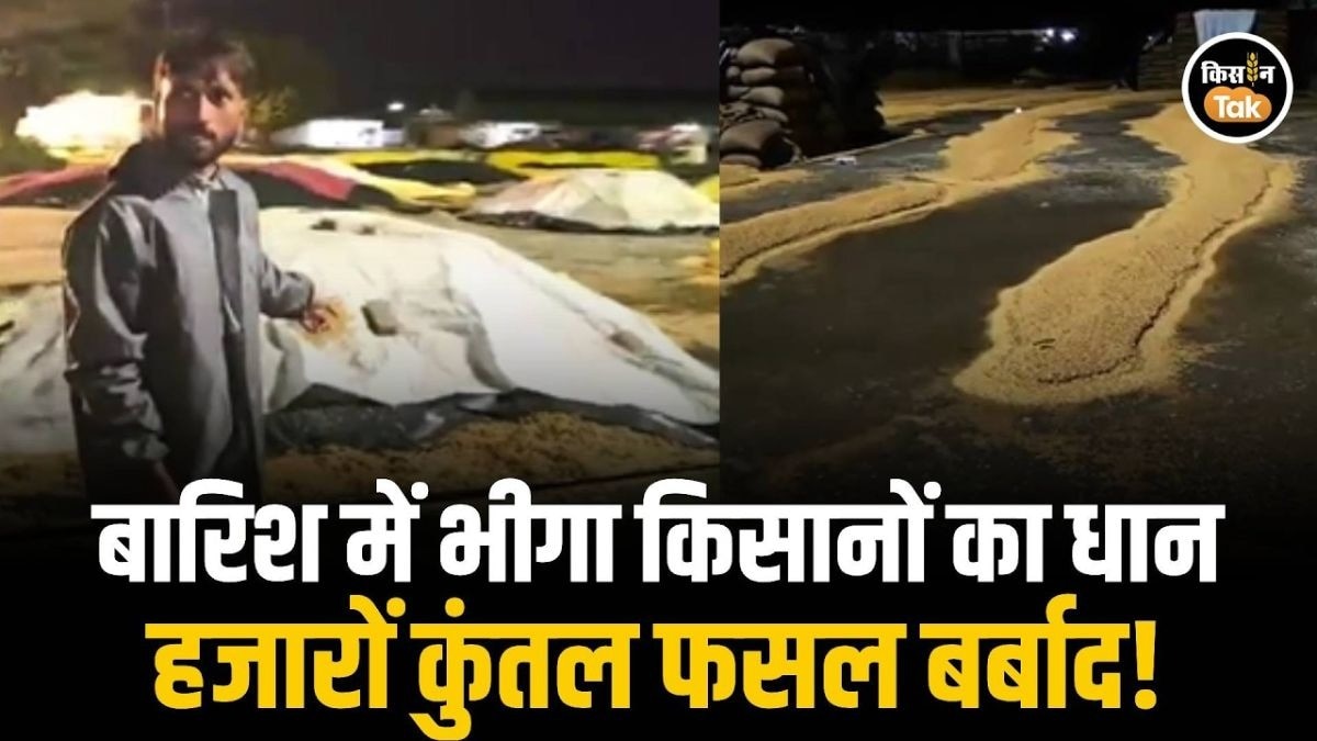 भीगा किसानों का हजारों क्विंटल धान